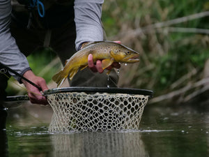Poissons